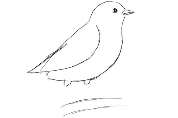 Come disegnare un uccello per gradi con una matita