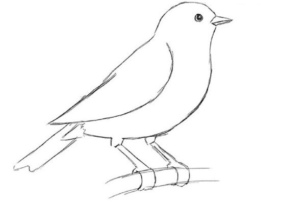 Come disegnare un uccello per gradi con una matita