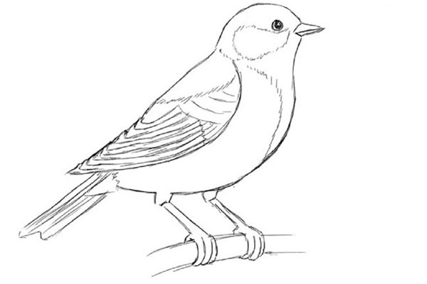 Come disegnare un uccello per gradi con una matita