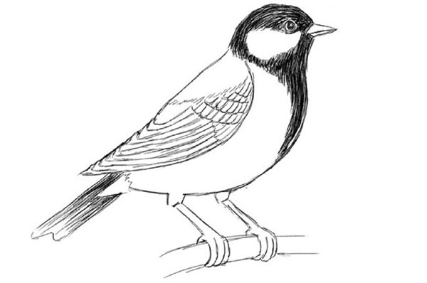 Come disegnare un uccello per gradi con una matita