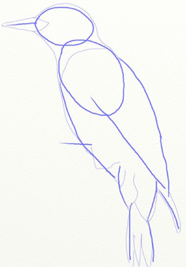 Come disegnare un uccello per gradi con una matita