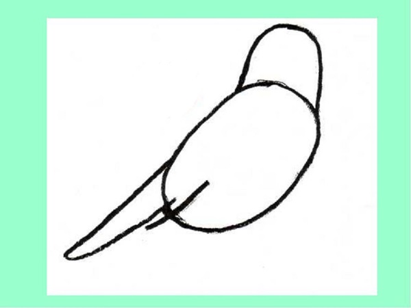 Come disegnare un uccello per gradi con una matita