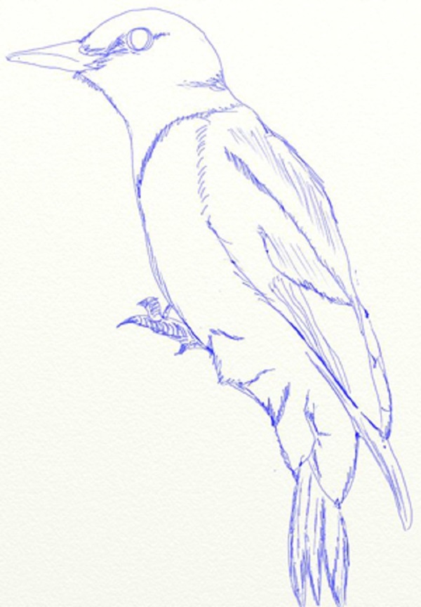 Come disegnare un uccello per gradi con una matita