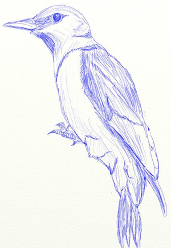 Come disegnare un uccello per gradi con una matita