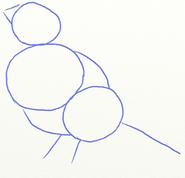 Come disegnare un uccello per gradi con una matita