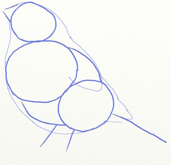 Come disegnare un uccello per gradi con una matita