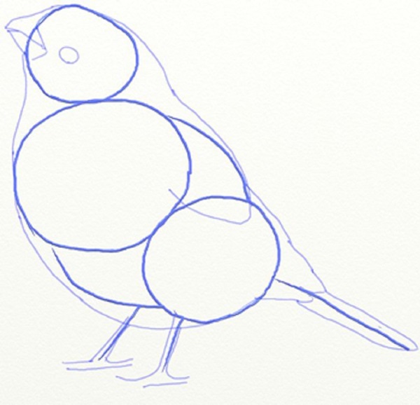 Come disegnare un uccello per gradi con una matita