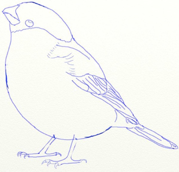 Come disegnare un uccello per gradi con una matita