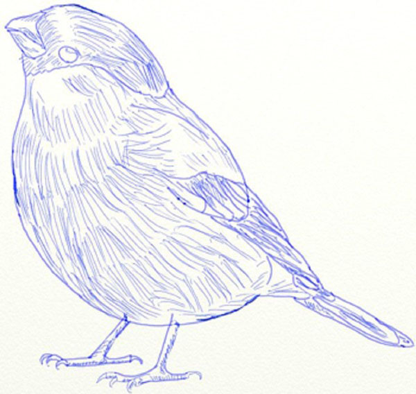 Come disegnare un uccello per gradi con una matita