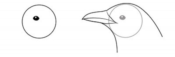 Come disegnare un uccello per gradi con una matita