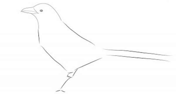 Come disegnare un uccello per gradi con una matita