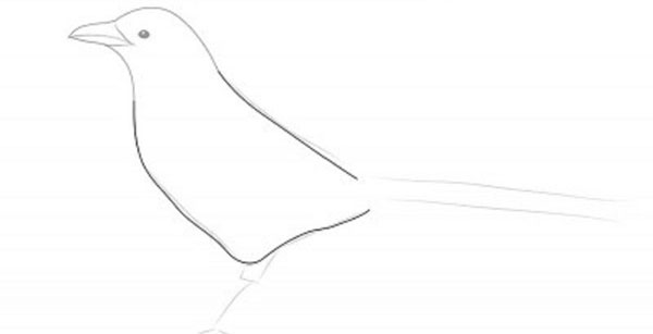 Come disegnare un uccello per gradi con una matita