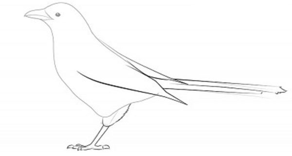 Come disegnare un uccello per gradi con una matita