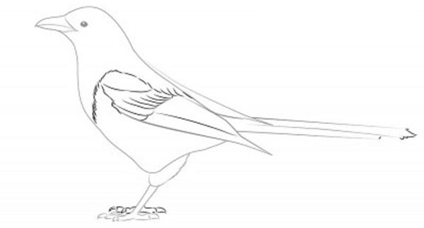 Come disegnare un uccello per gradi con una matita