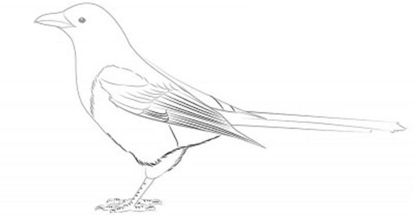 Come disegnare un uccello per gradi con una matita