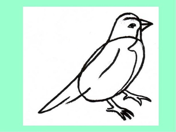 Come disegnare un uccello per gradi con una matita