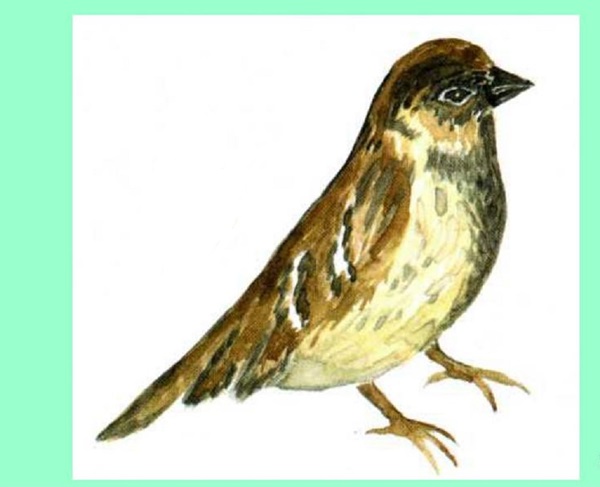 Come disegnare un uccello per gradi con una matita