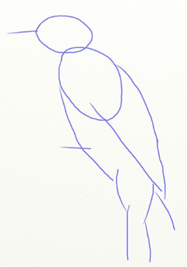 Come disegnare un uccello per gradi con una matita