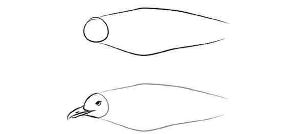 Come disegnare un uccello per gradi con una matita