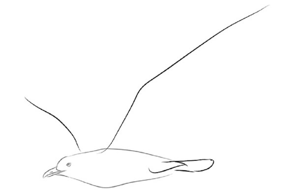 Come disegnare un uccello per gradi con una matita