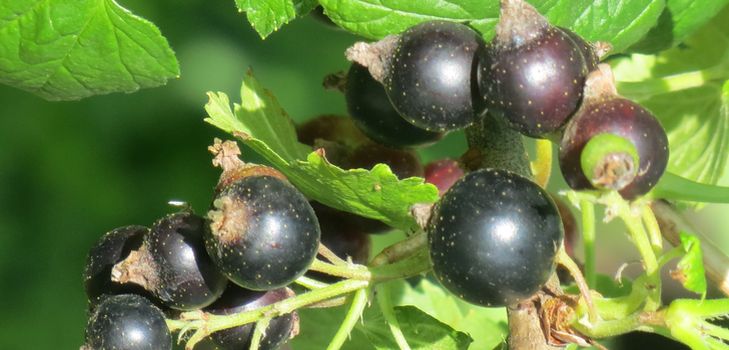 Come tagliare correttamente il ribes