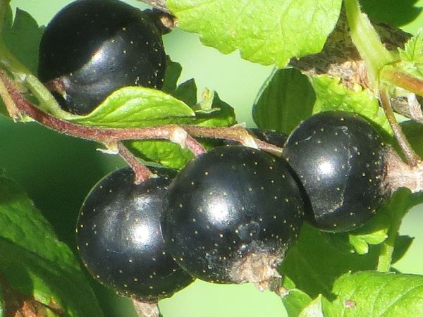 Come tagliare correttamente il ribes