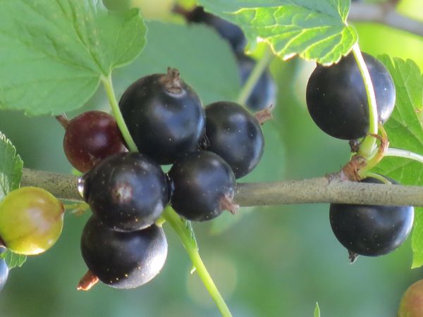 Come tagliare il ribes in autunno: nero o rosso. Come tagliare il ribes dopo la raccolta