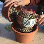 Come trapianto un cactus