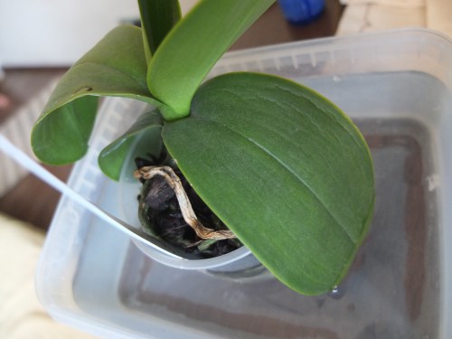 Come trapiantare un'orchidea