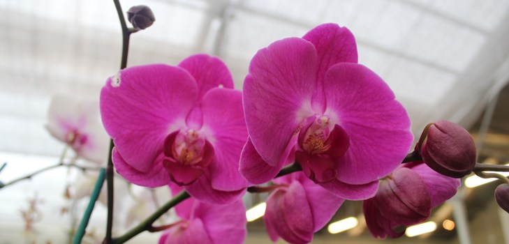 Come trapiantare un'orchidea Come trapiantare un'orchidea