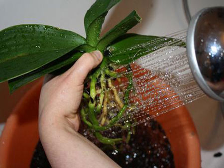 Come trapiantare un'orchidea