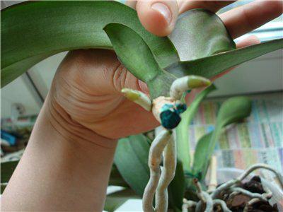 Come trapiantare un'orchidea