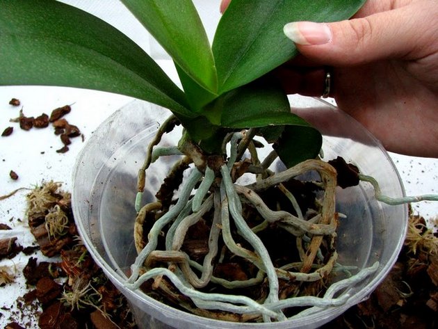 Come trapiantare un'orchidea