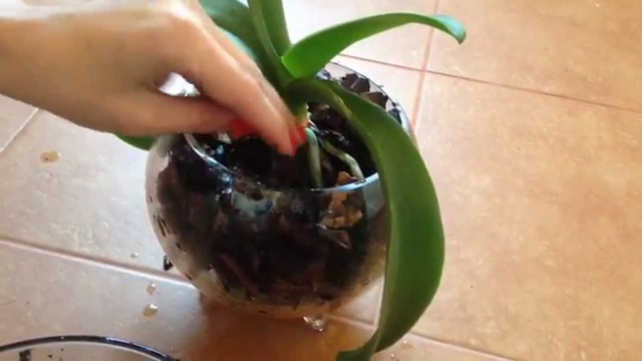 Come trapiantare un'orchidea