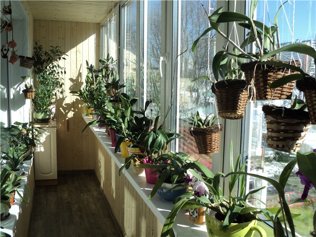 Come trapiantare un'orchidea