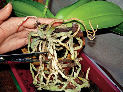 Come trapiantare un'orchidea