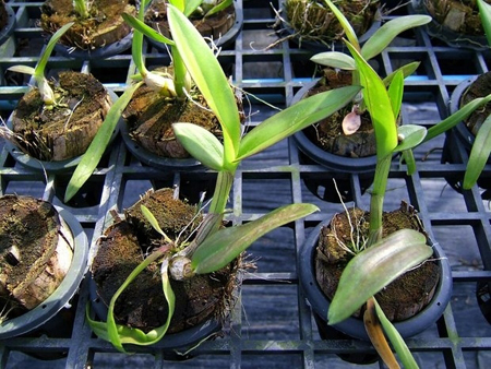 Come trapiantare un'orchidea