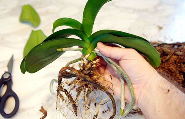 Come trapiantare un'orchidea