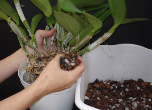 Come trapiantare un'orchidea