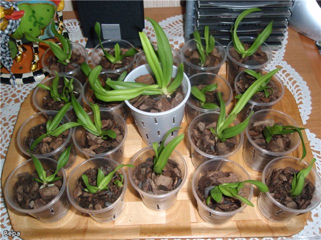 Come trapiantare un'orchidea