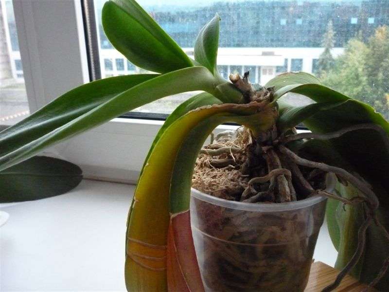 Come trapiantare un'orchidea