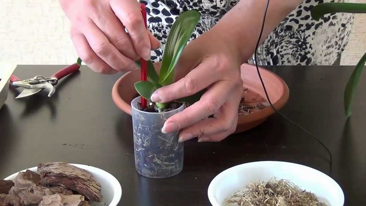 Come trapiantare un'orchidea