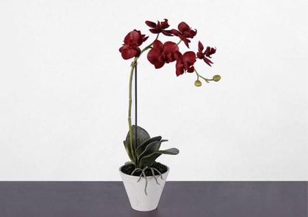 Come trapiantare un'orchidea