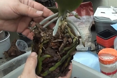 Come trapiantare un'orchidea
