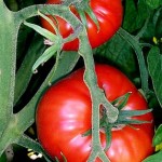 Come patsy pomodori, video