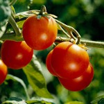 Come legare i pomodori correttamente Come legare i pomodori correttamente