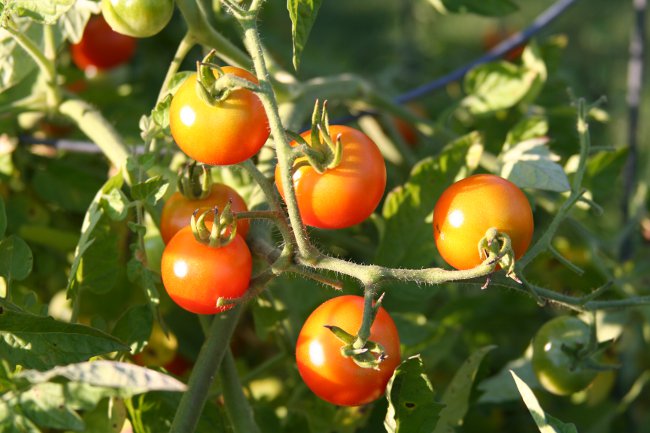 Come legare i pomodori correttamente Come legare i pomodori correttamente