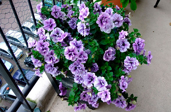 Come piantare e coltivare petunia sul balcone