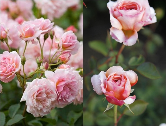 Come piantare le rose