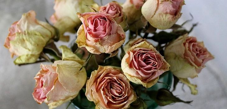 Come asciugare i fiori per un erbario